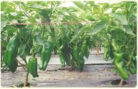 栽培網- 苦瓜網#208